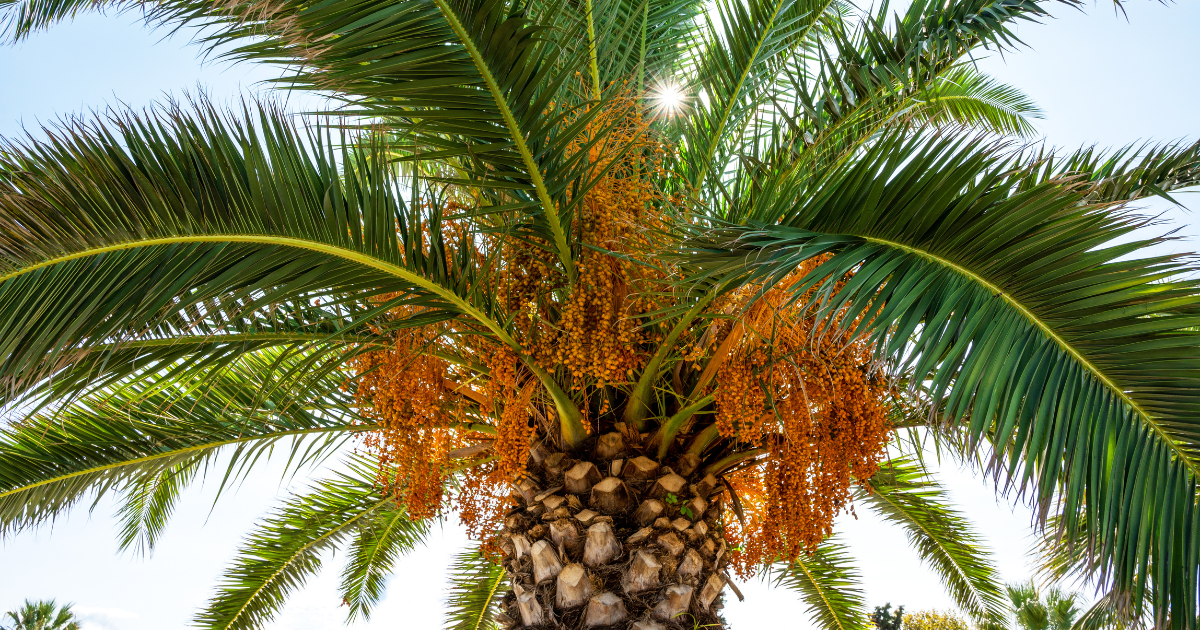 الأسمدة المناسبة