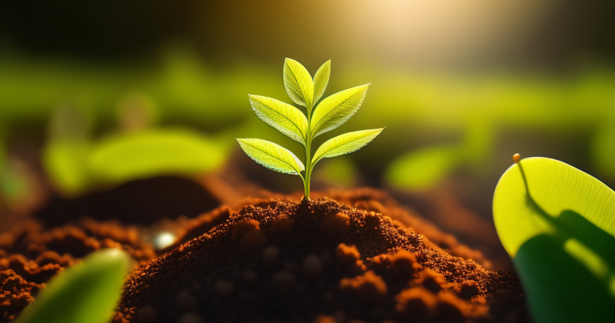 أسمدة النباتات: التغذية من أجل النمو و الإنتاجية