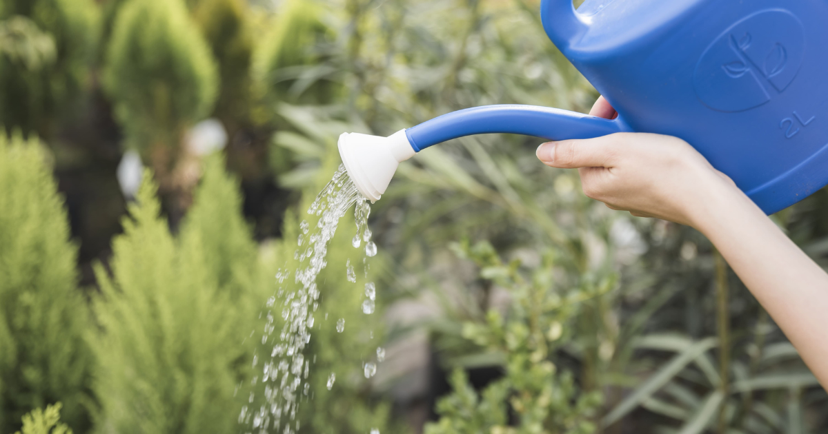 السقي المفرط