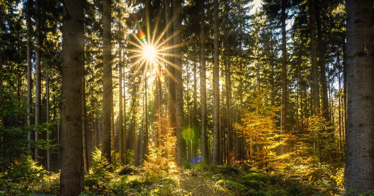 Algérie : Les revenus issus de la vente des produits forestiers ont dépassé le milliard de dinars en 2024