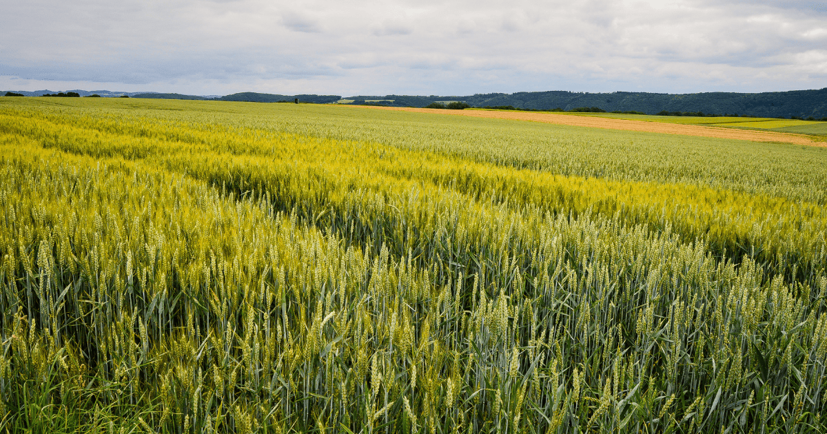 مزارع الحبوب