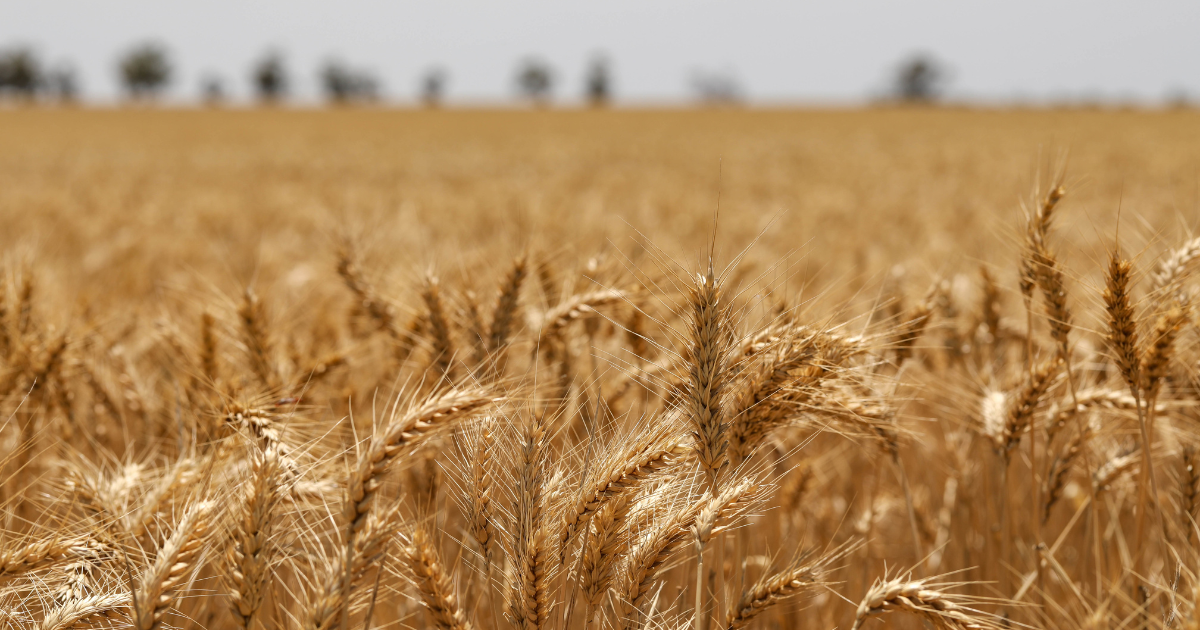 مزارع الحبوب في تونس