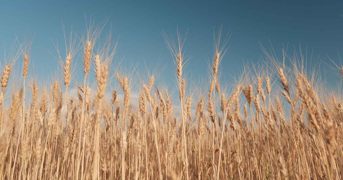 الاستعداد لموسم تجميع الحبوب