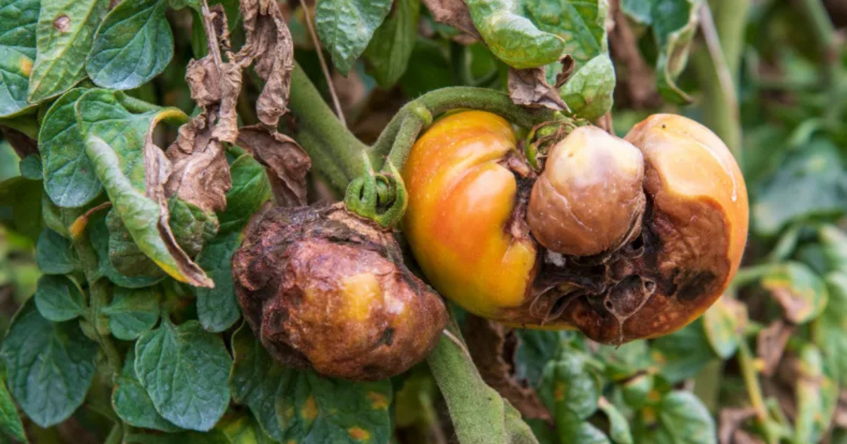 مرض ''الميلديو''