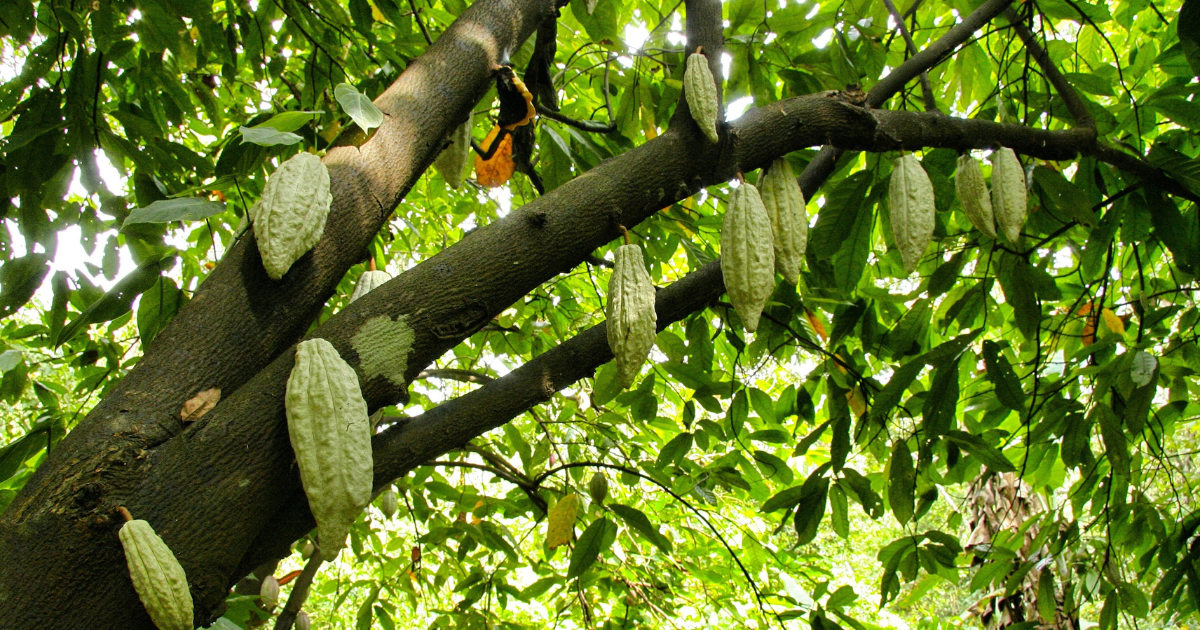 Côte d’Ivoire : Des pluies insuffisantes pour soutenir la récolte de cacao, selon les agriculteurs.