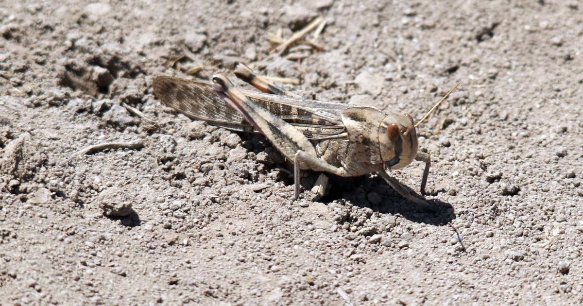 مكافحة الجراد