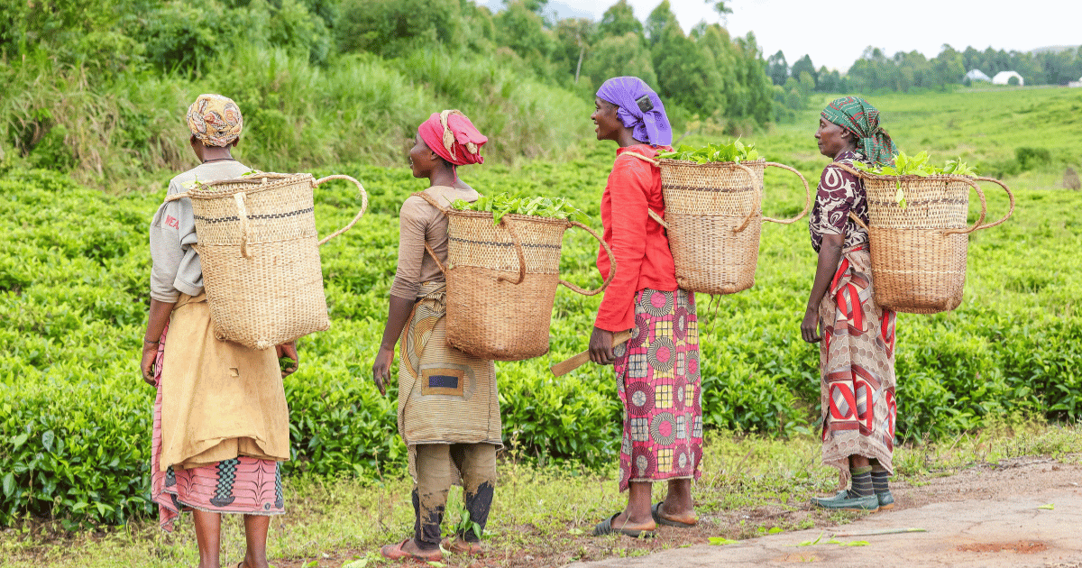 La Banque africaine de développement mobilise plus de 2 milliards de dollars pour l&rsquo;agriculture du Nigéria