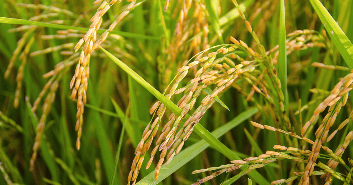 Les prix du riz dans les supermarchés japonais augmentent pour la 16e semaine consécutive
