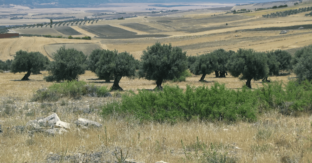 وكالة النهوض بالاستثمارات الفلاحية