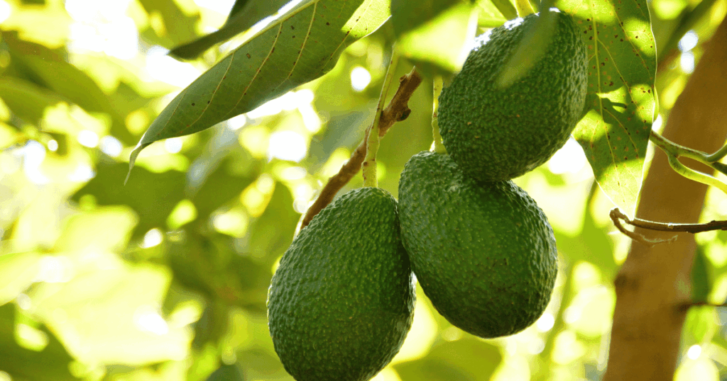 نجاح موسم الأفوكادو