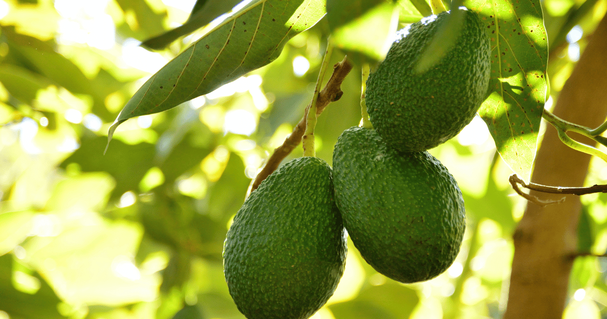 نجاح موسم الأفوكادو