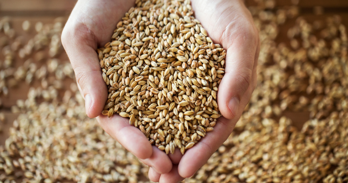 Production mondiale de céréales : un nouveau record attendu en 2025-2026