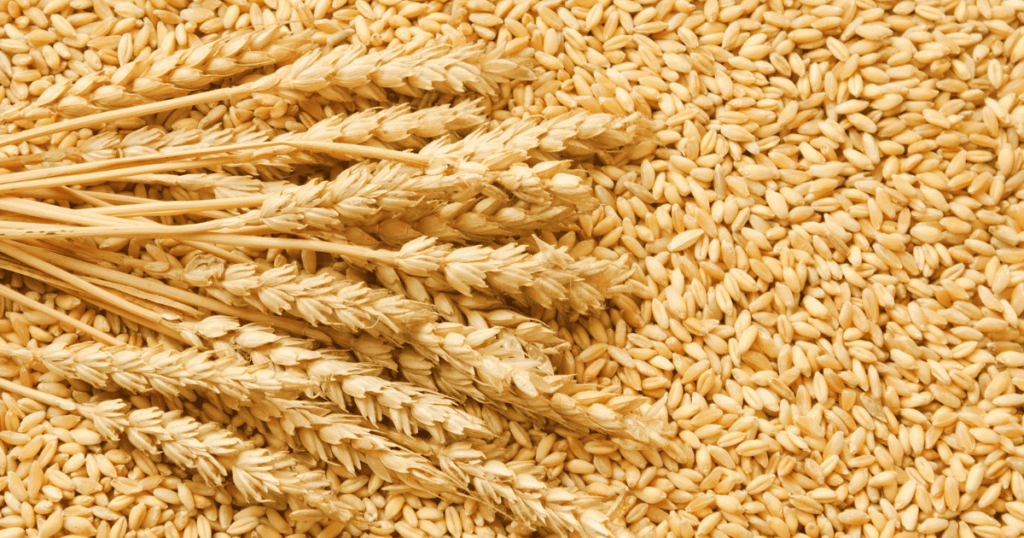 La faiblesse de la demande chinoise laisse l'Australie avec un excédent de blé