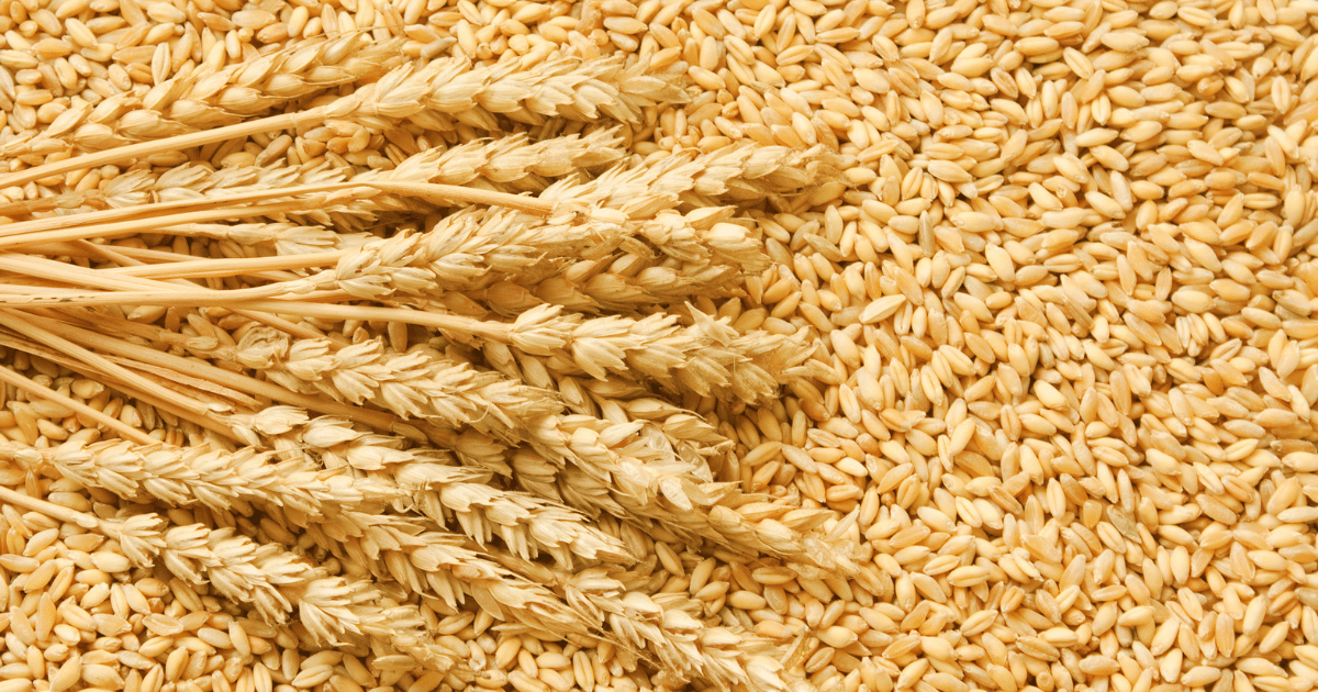 La faiblesse de la demande chinoise laisse l’Australie avec un excédent de blé