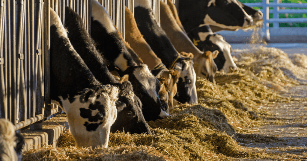 قروض ميسّرة