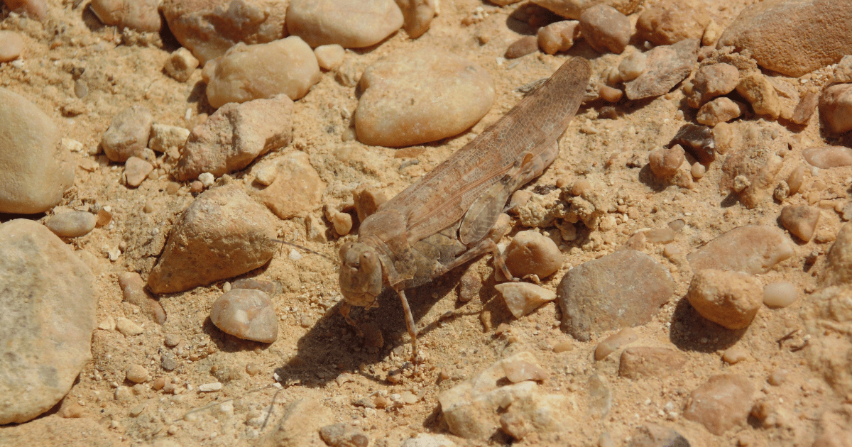 الجراد الصحراوي