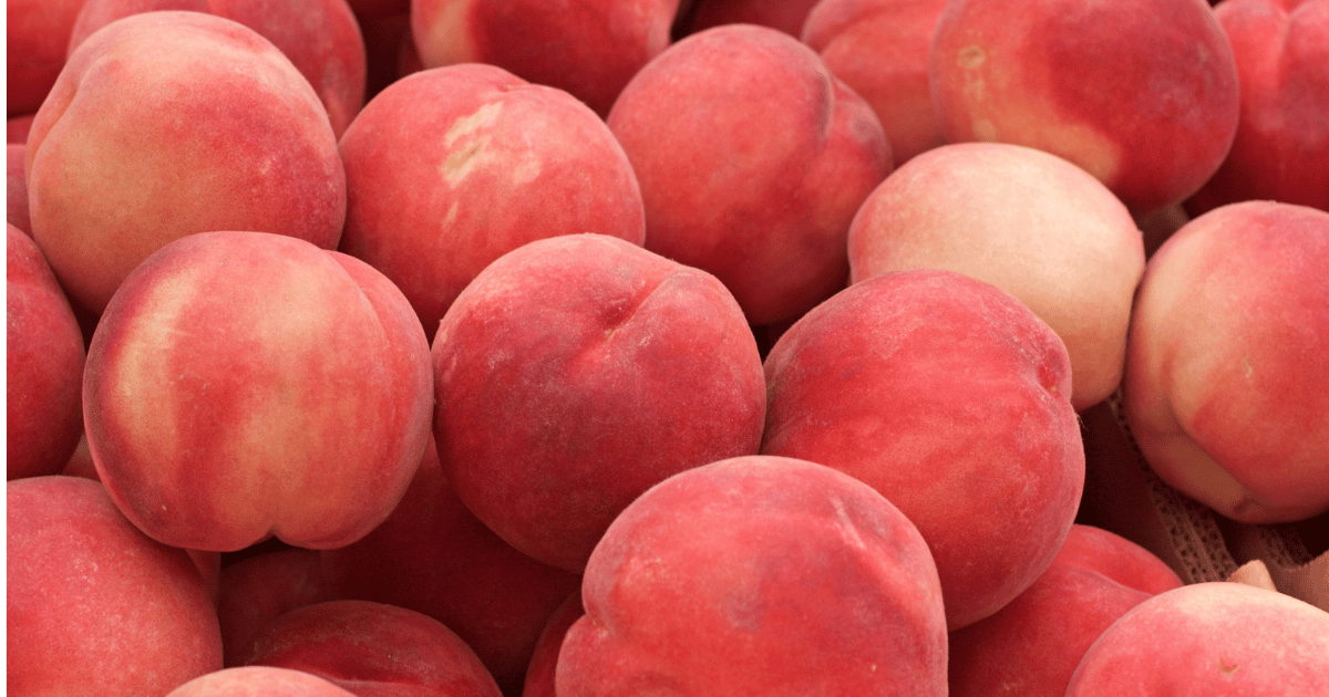 صابة الغلال الصيفية