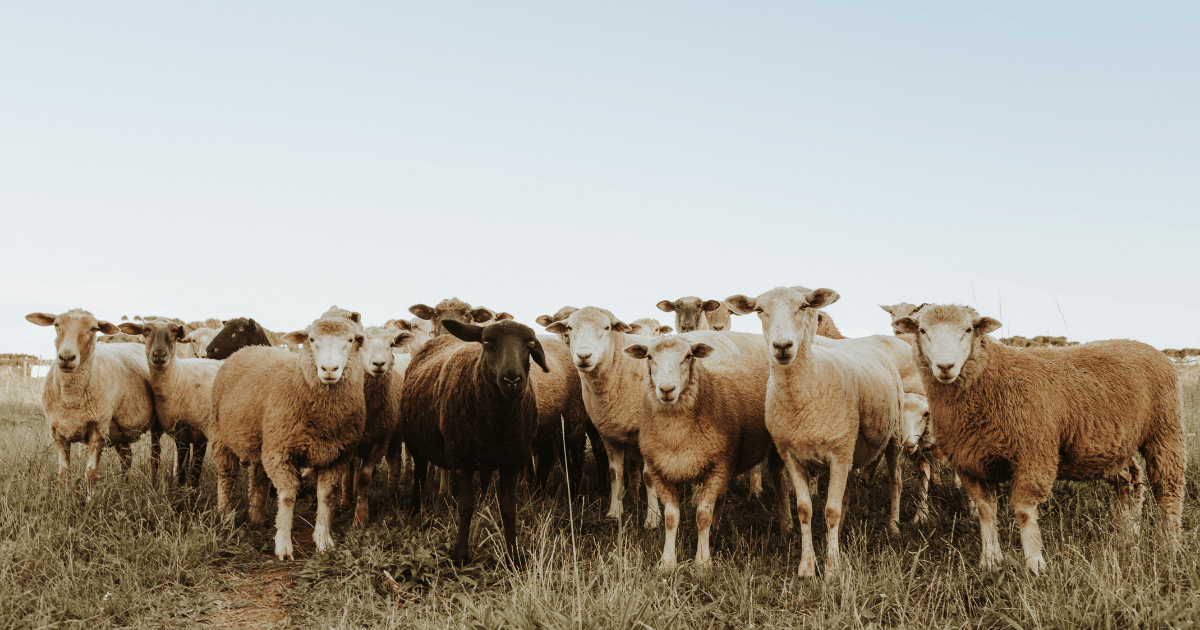 السعر المرجعي لأضاحي العيد