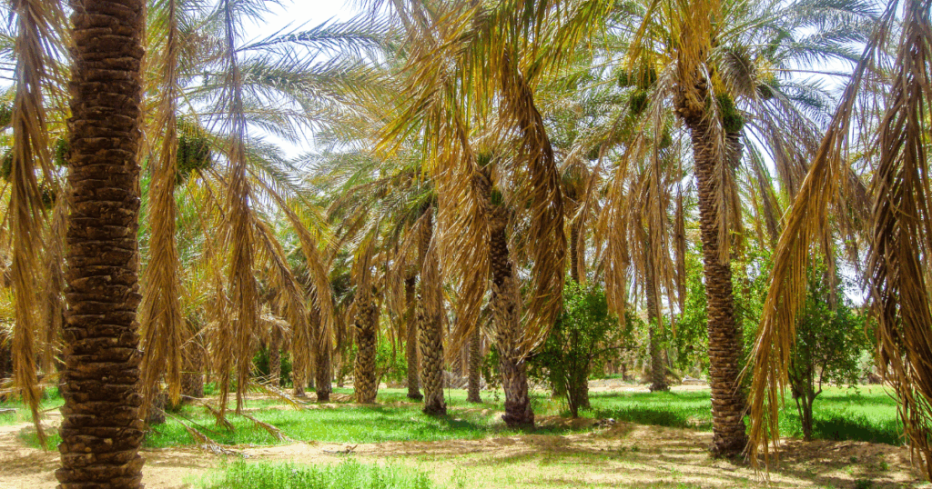 تجربة رائدة في مجال الفلاحة البيولوجية