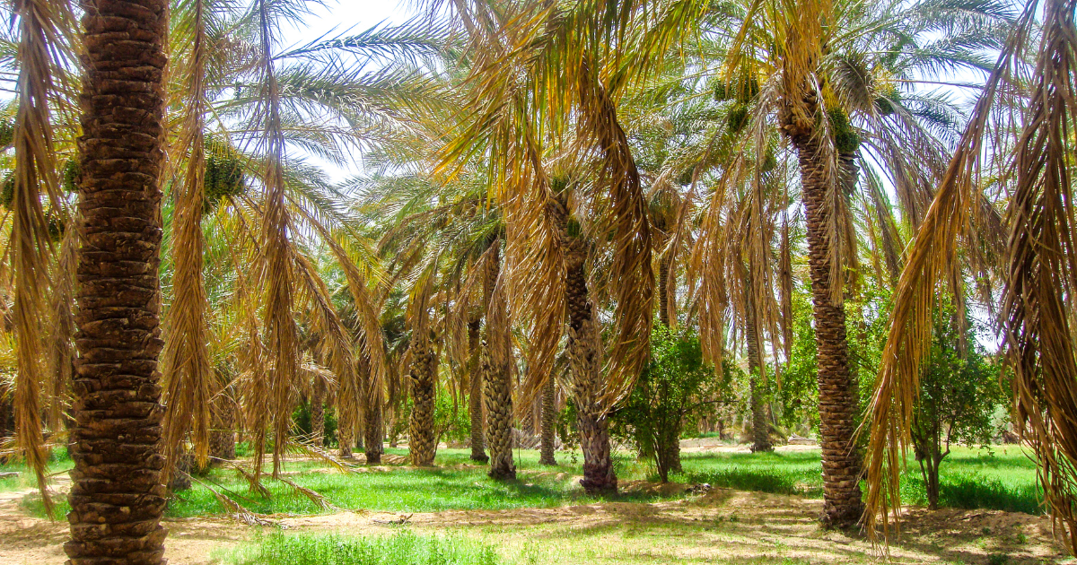 تجربة رائدة في مجال الفلاحة البيولوجية
