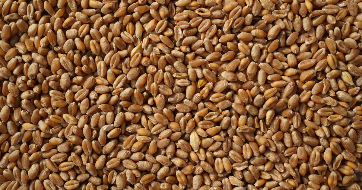 Le blé rebondit et porte le reste du marché des grains