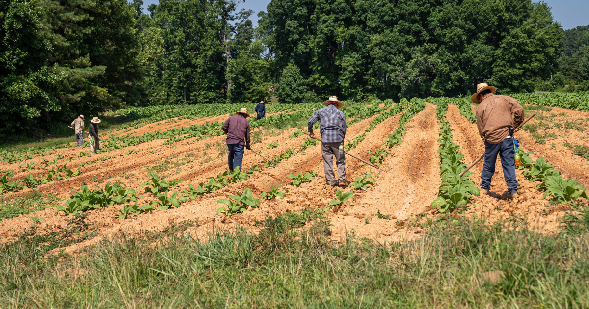 France: 17,7 % des exploitants agricoles vivent sous le seuil de pauvreté