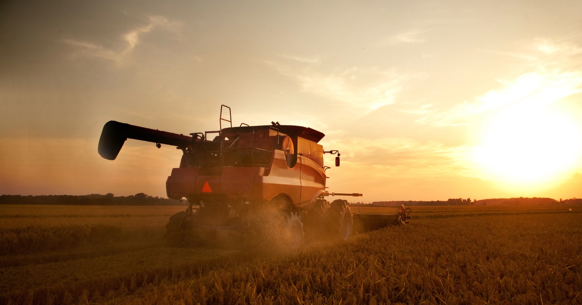 53700 قنطار من الشعير