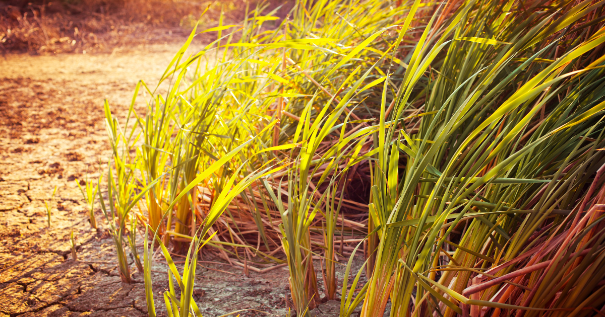 Plus de 40 % de l’Europe est confrontée à la sécheresse