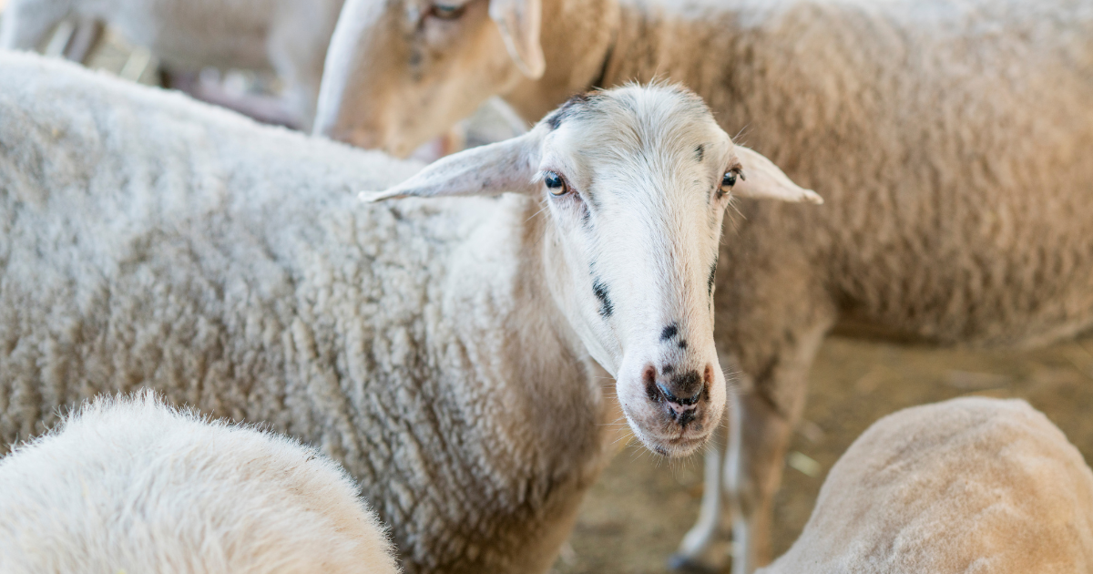 الهيئة الوطنية للسلامة الصحية