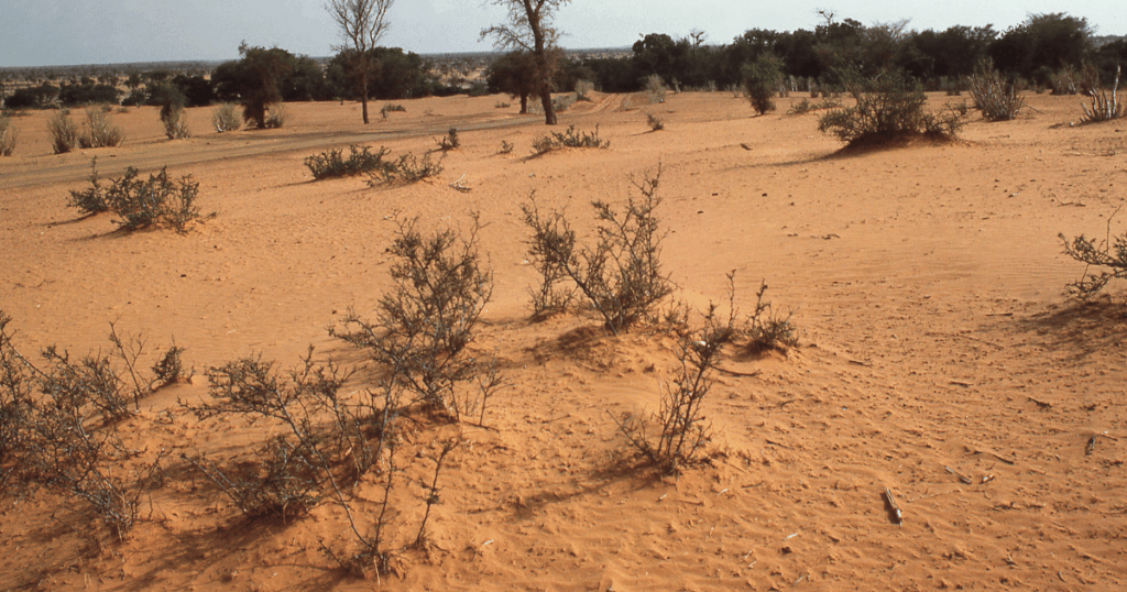 مشروع تيراسيف