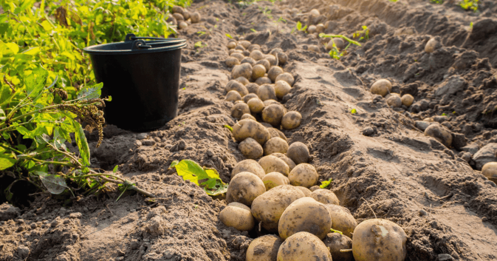 المساحات المخصصة لزراعة الخضروات