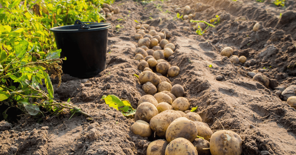 المساحات المخصصة لزراعة الخضروات