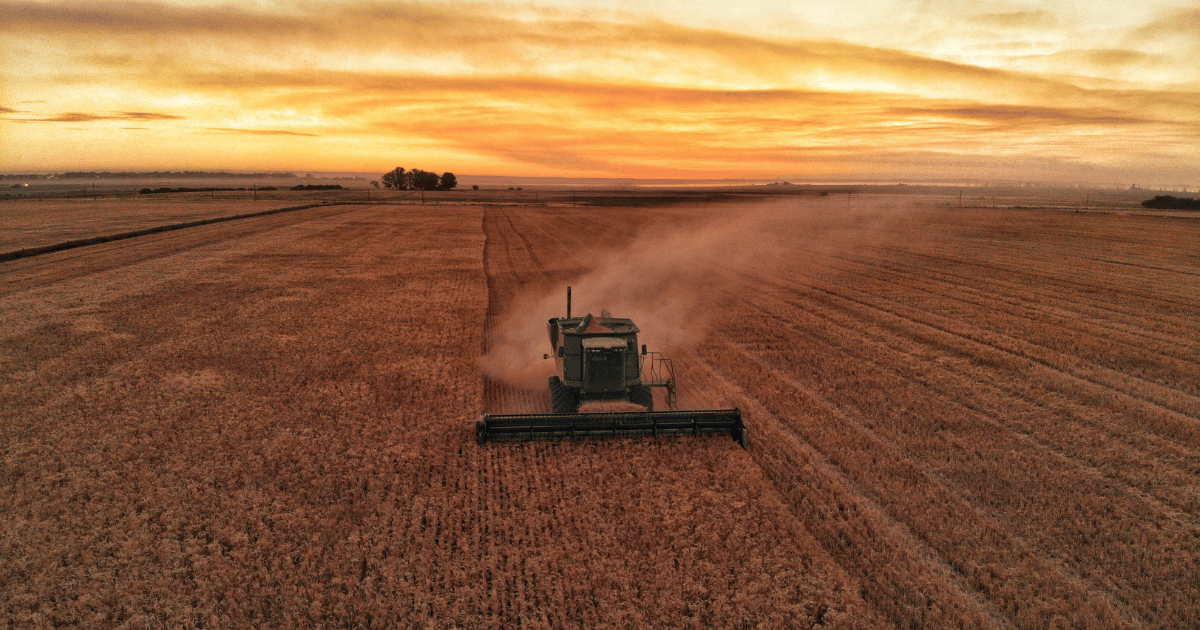 ديوان الحبوب