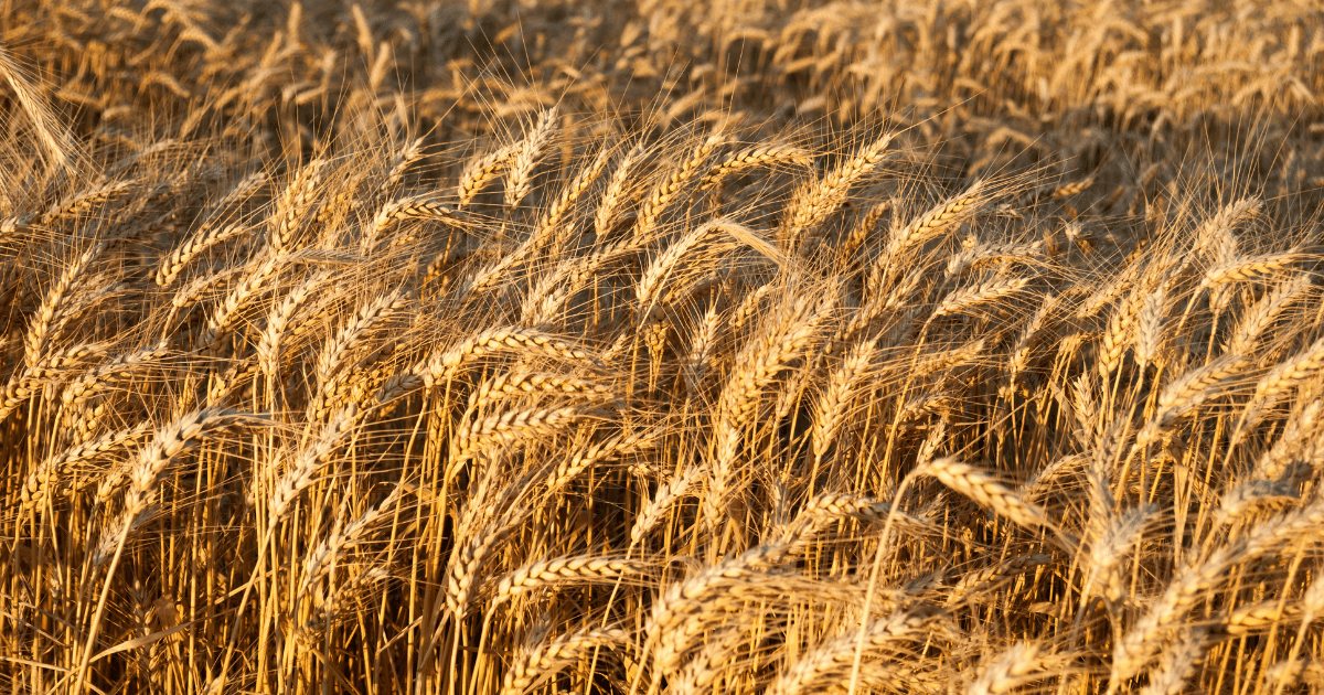 تقدّم موسم حصاد الحبوب