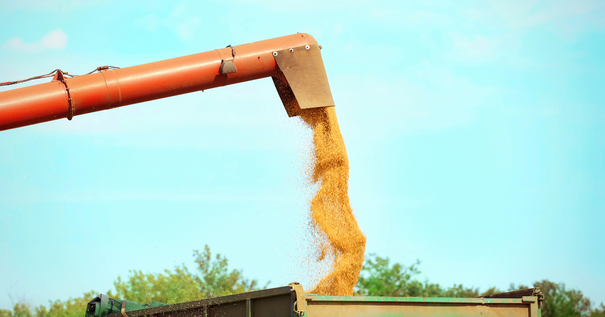 518 الف قنطار من الحبوب