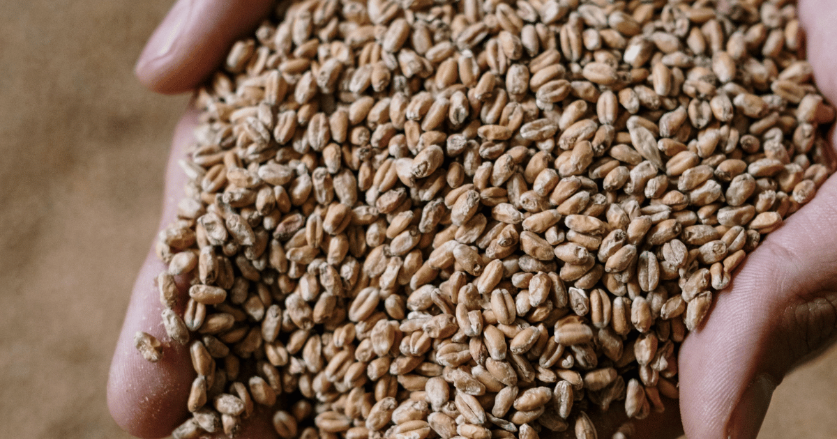 موسم الحصاد تقدّم