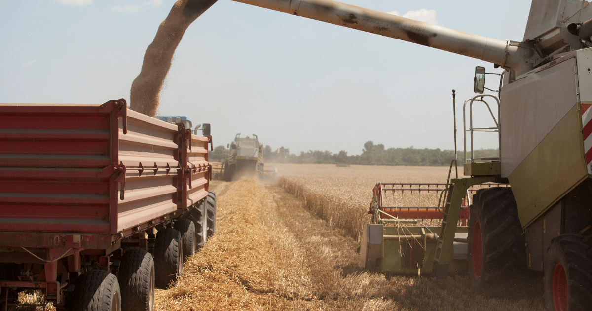 موسم الحصاد