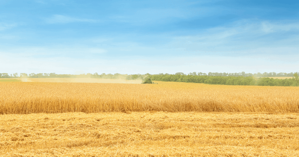 تقدم موسم حصاد الحبوب 