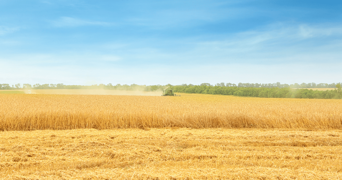 تقدم موسم حصاد الحبوب