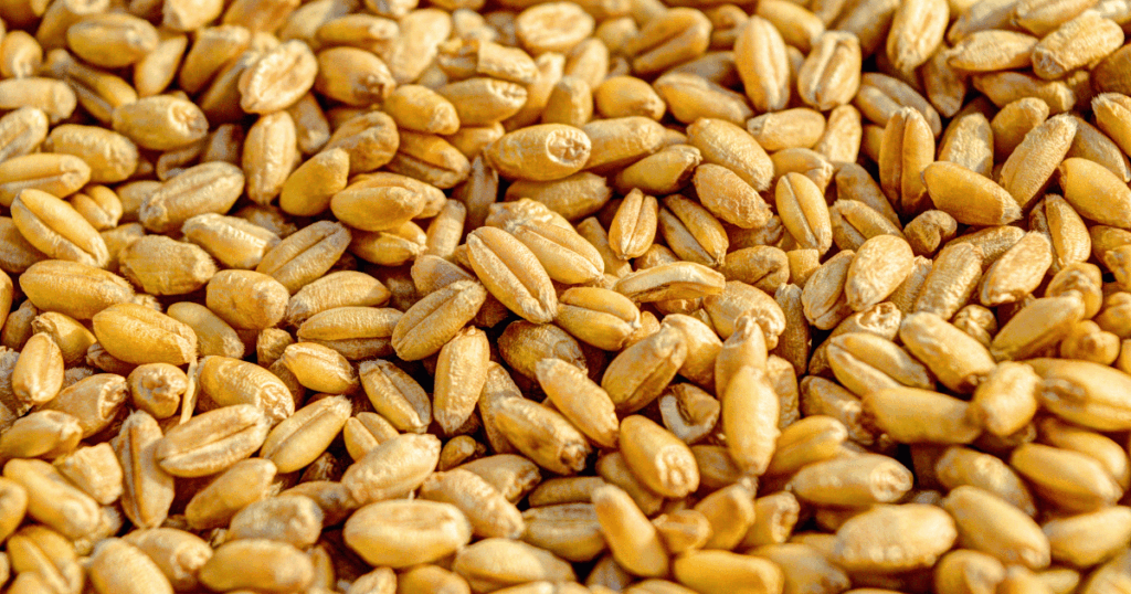 كميات الحبوب المجمّعة