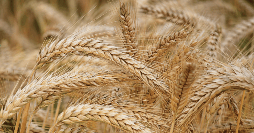 إنتاج الحبوب