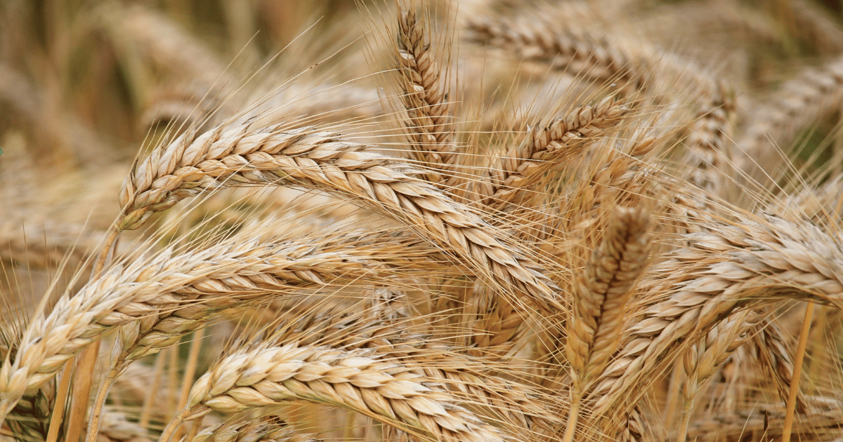 إنتاج الحبوب