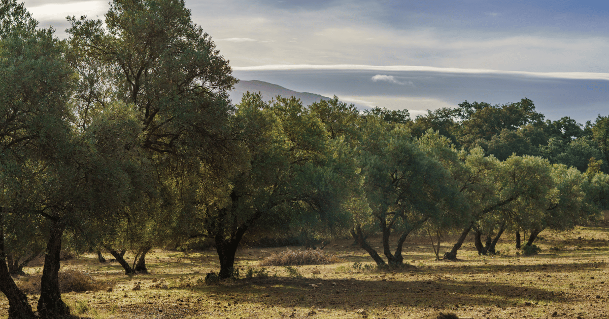 أعراض حشرة "سيسيدومي"