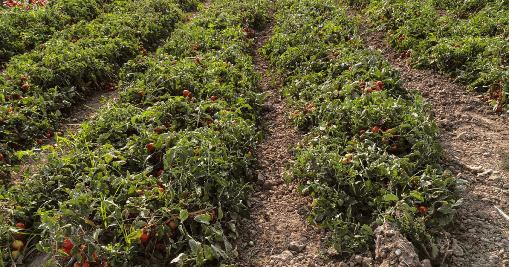 الفلاحة العائلية