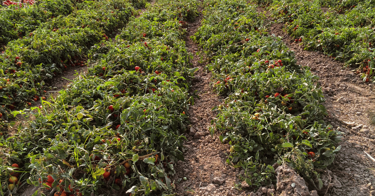 الفلاحة العائلية