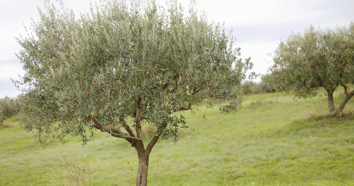 صابة الزيتون ستكون جيدة
