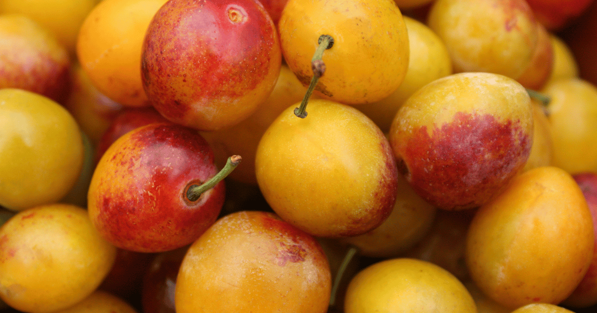 France: Lancement de la récolte des mirabelles en Lorraine
