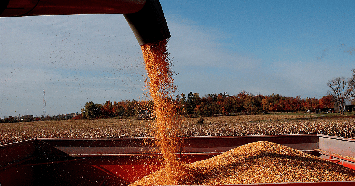 كميات الحبوب المجمعة