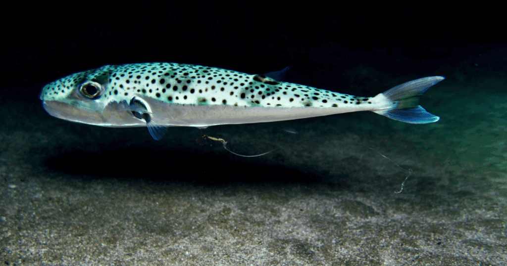 ظهور سمكة الأرنب السامة