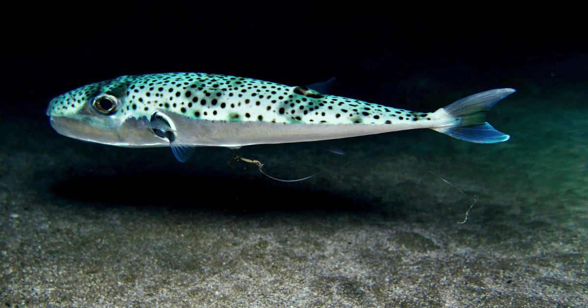 ظهور سمكة الأرنب السامة